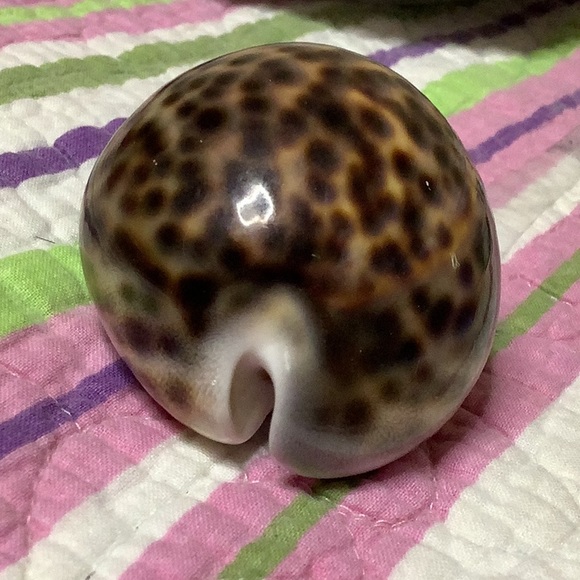 Tiger Cowrie Shell - Picture 7 of 7